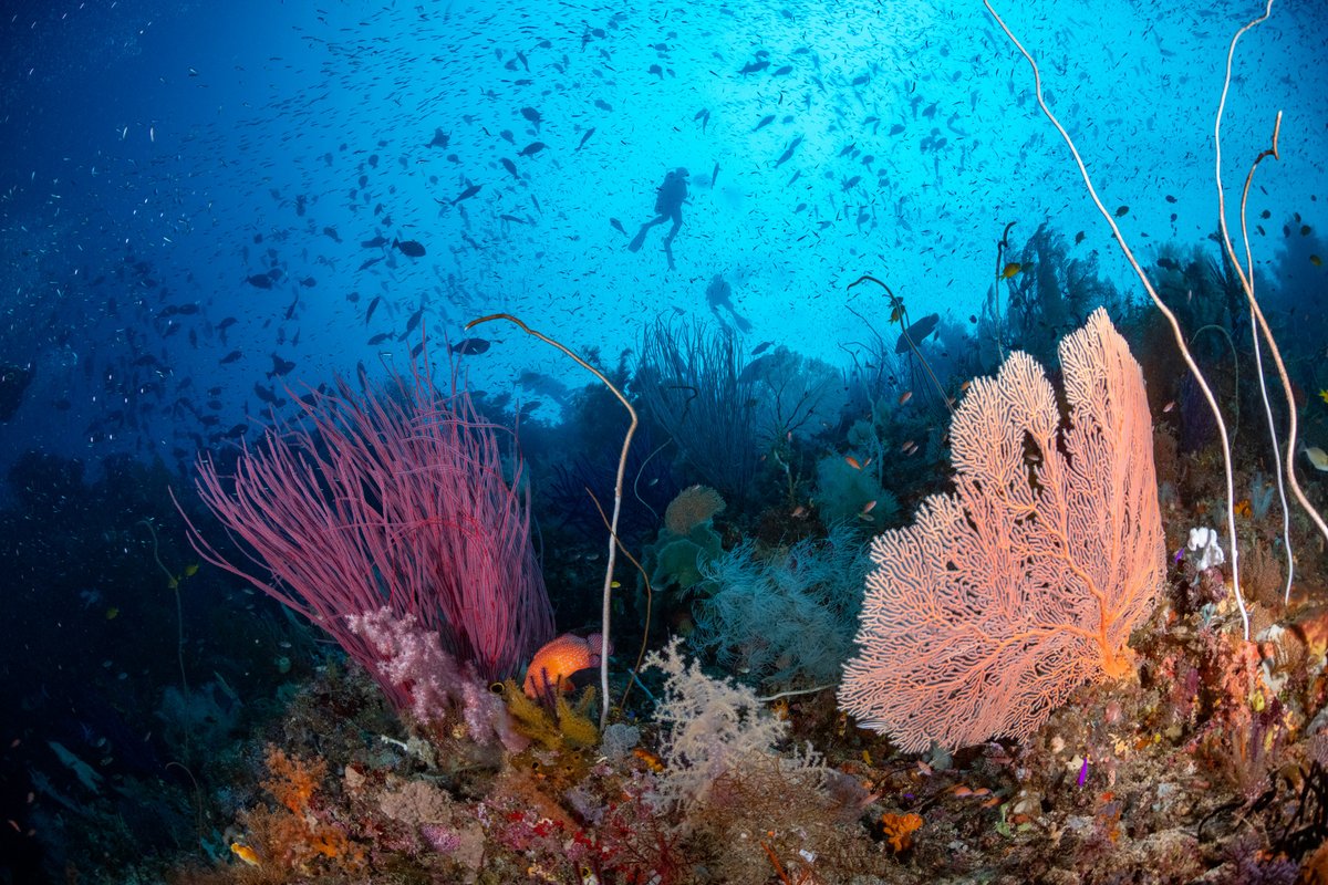 Oceanic tweet media
