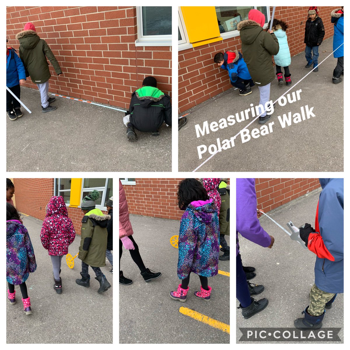 TheEights_206's tweet photo. Had so much fun on our Polar Bear Walk @LionsEco    We measured the distance travelled and are considering the right measuring tool for the job. https://t.co/W1PuLMlYCy
