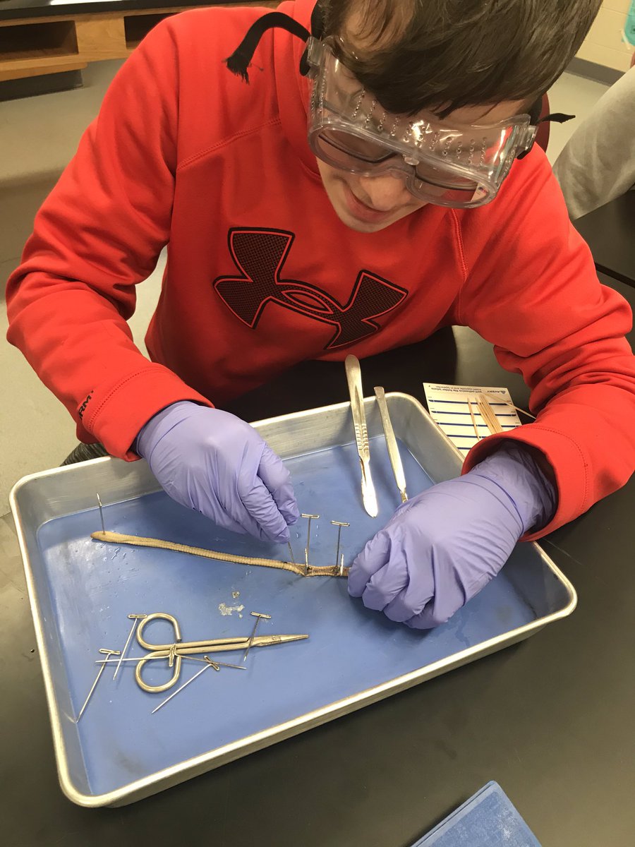 ShmouniS's tweet photo. This is My favorite time of the year! Dissection season is in full swing for Zoology, starting with earthworms! #princespride #princeslearning https://t.co/yfbPgN16Pc