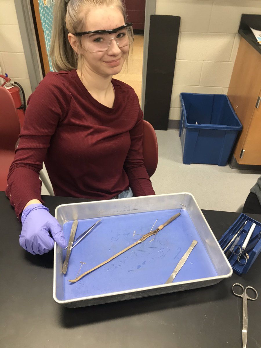 ShmouniS's tweet photo. This is My favorite time of the year! Dissection season is in full swing for Zoology, starting with earthworms! #princespride #princeslearning https://t.co/yfbPgN16Pc