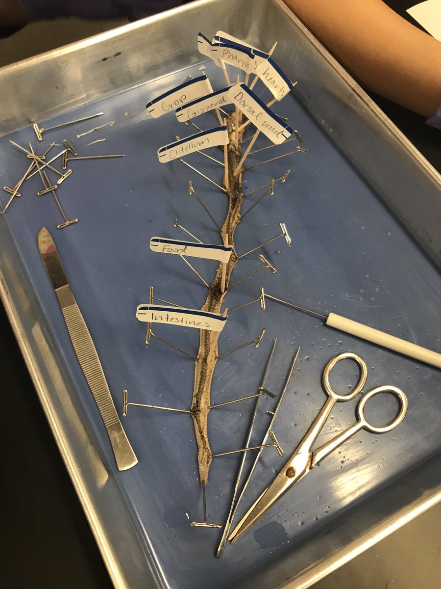ShmouniS's tweet photo. This is My favorite time of the year! Dissection season is in full swing for Zoology, starting with earthworms! #princespride #princeslearning https://t.co/yfbPgN16Pc