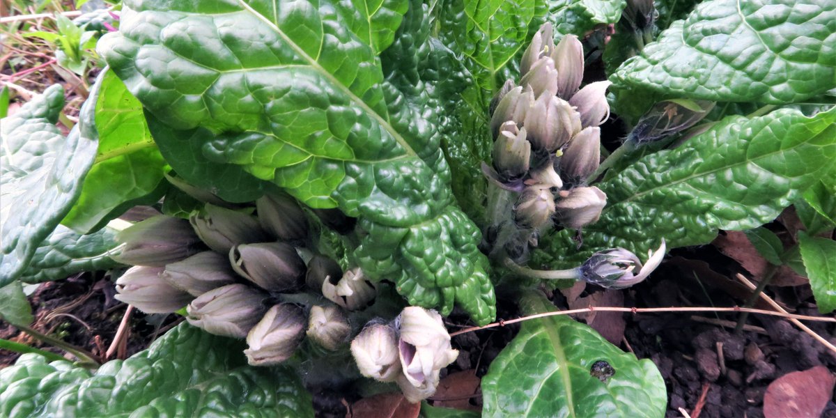 bgunibasel's tweet photo. März 
https://t.co/CjFm4miHeP 

Foto: Mandragora officinarum https://t.co/iz0OCQouMT