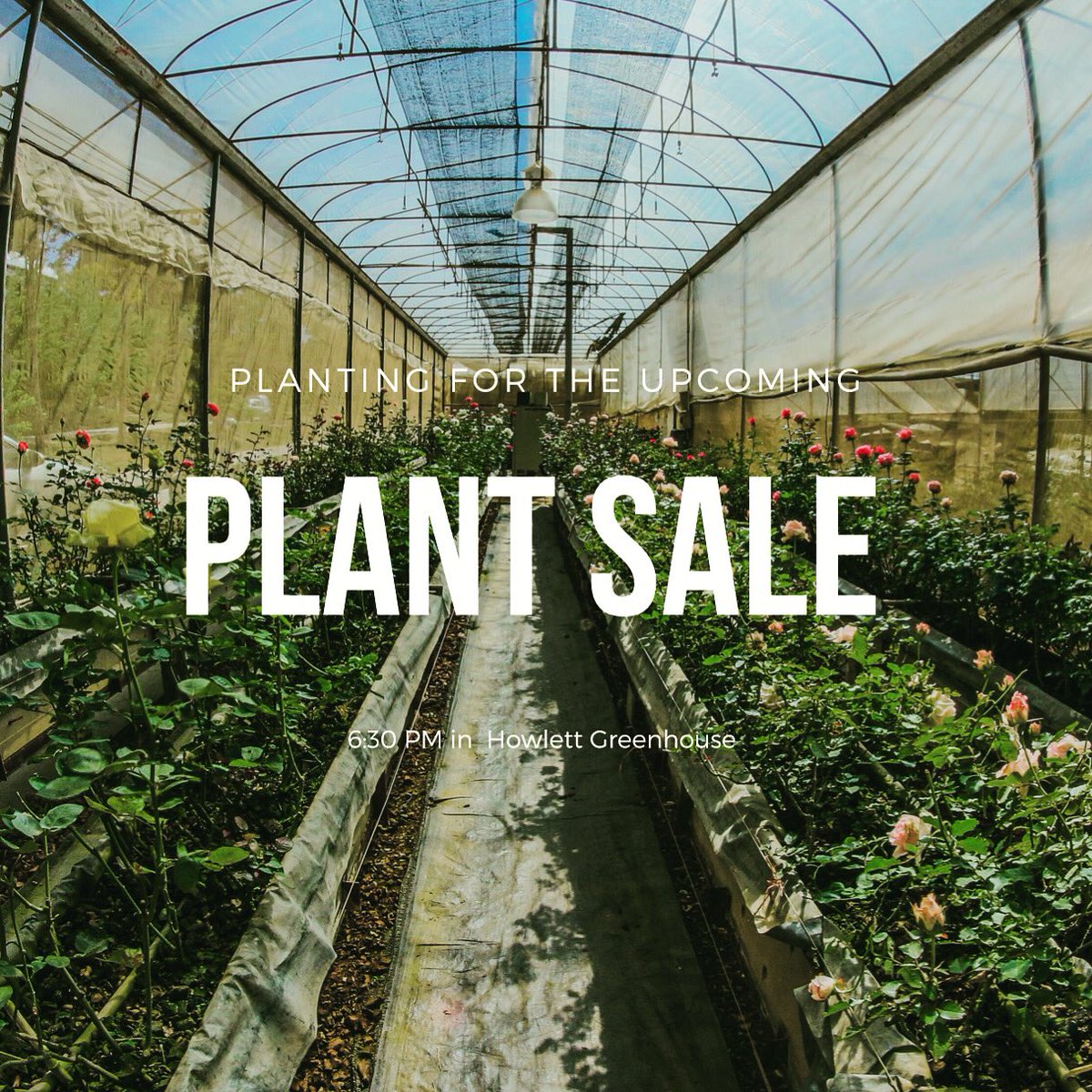 osuagronomy's tweet photo. Your help is needed! 

Come on out to Howlett Greenhouse, tonight at 6:30 PM, to help plant seeds for the annual plant sale! 

Canes will be provided 🤩 https://t.co/P8AdplBV8P
