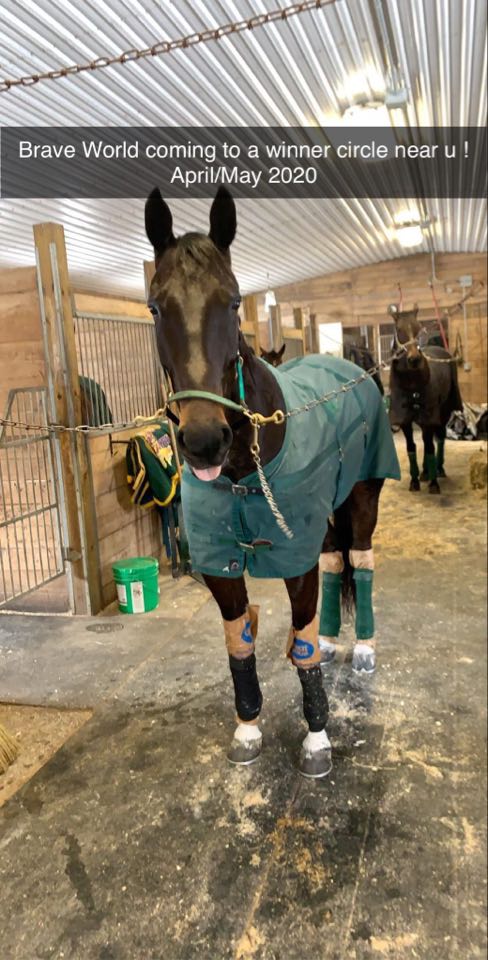 Thanks to <a href="/00Tierney/">Mitch Tierney</a> from Richard Moreau Stables for the update and pic of BRAVE WORLD from this weekend. It was his first training trip back after a 2-month turnout at the farm.

BRAVE WORLD is a career winner of 22 races &amp; $298,226 ⭐️

#ownalittleloveitalot