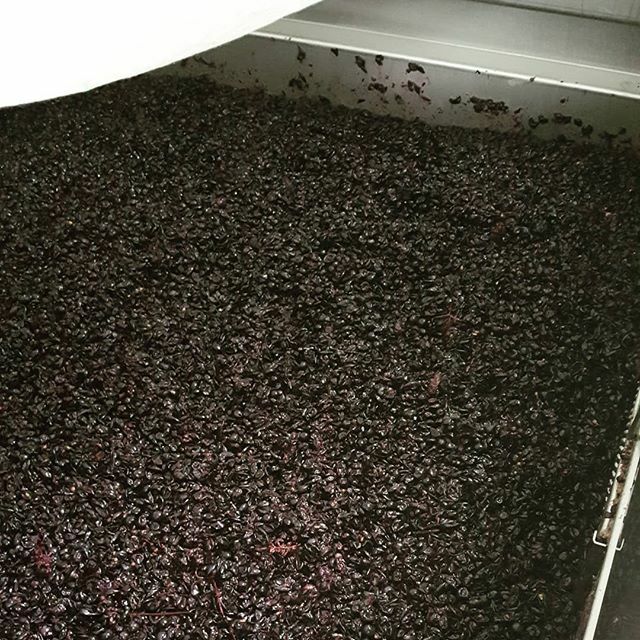 winemeneer's tweet photo. Malbec fermenting away like a star 😌

#malbec #stellenbosch #harvest2020 #winelands #southafrica #winetours #tourguide https://t.co/iJEa41i9Nn https://t.co/Jqg2SFIKKX