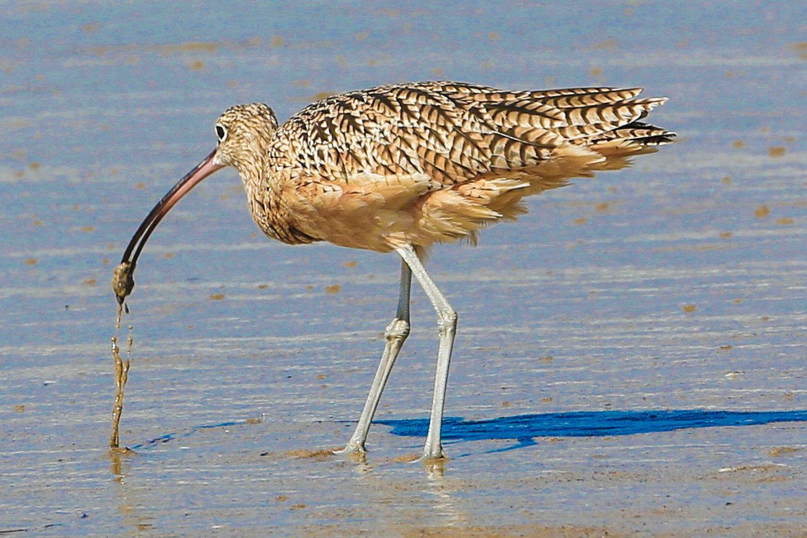 Wildlife_Pic's tweet photo. "Got One" by William Bush
https://t.co/fiGaXyq8XT
#photooftheday #longbilledcurlew #california https://t.co/1ExsTIZVII