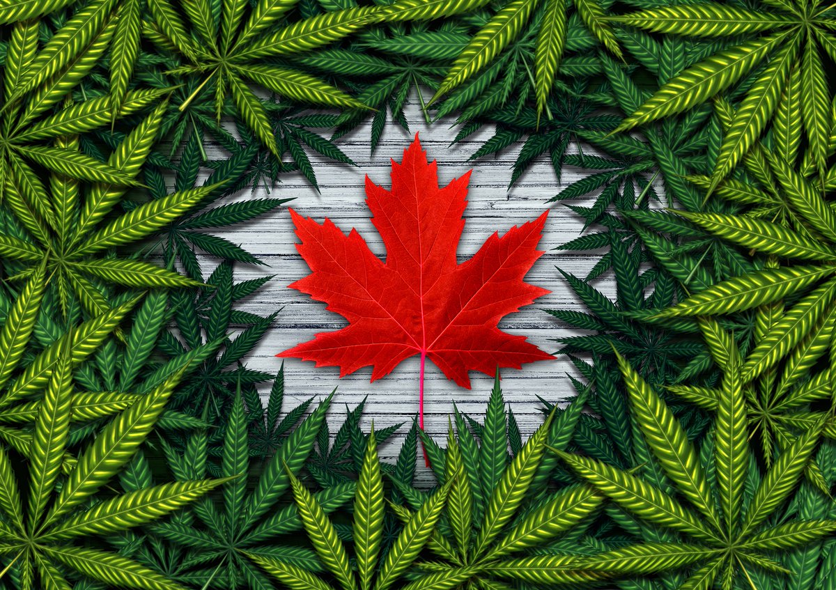 canaweedonline's tweet photo. One other brand new #blogpost for you ! 🤟 What is the #Cannabis Different grade? What is the difference between A and AAAA? https://t.co/yijtPRlU6X #CBD #cbd #weed #Marijuanastocks #marijuana #CannabisMedicinal #healthcare #bcweed #WeedLovers #weedlife #weedmob #weedsmokers https://t.co/0yRrI34Jol