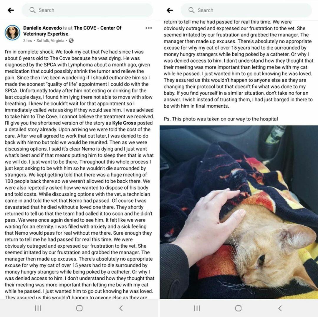 daniianita96's tweet photo. On 2/28/20 my cat Nemo died scared and alone surrounded by strangers. Even after begging, the vet kept him from me. Because of a meeting? I'm now finding similar horror stories from this place. Please share
#JusticeForNemo #JusticeForPets #MeetingsAreMoreImportant  #AnimalRights https://t.co/JYNBrRZn74