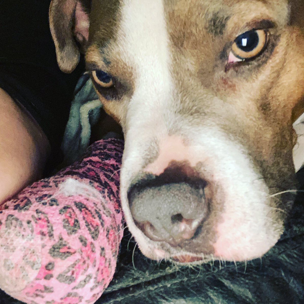 flufybutter's tweet photo. @ashlandsvets thank you for looking after my girl so well , home now for lots of cuddles 🥰 https://t.co/xAS0P6DTNu