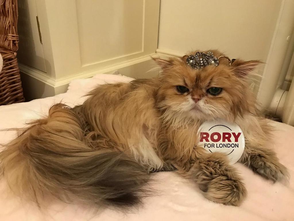 RoryStewartUK's tweet photo. Please meet our newest #TeamRory volunteer. She's not great on phones but we're going to try her out on volunteer recruitment. 🐈 

What do you think? Sign up: https://t.co/D9MucuvOvk https://t.co/rV9KqtIS76