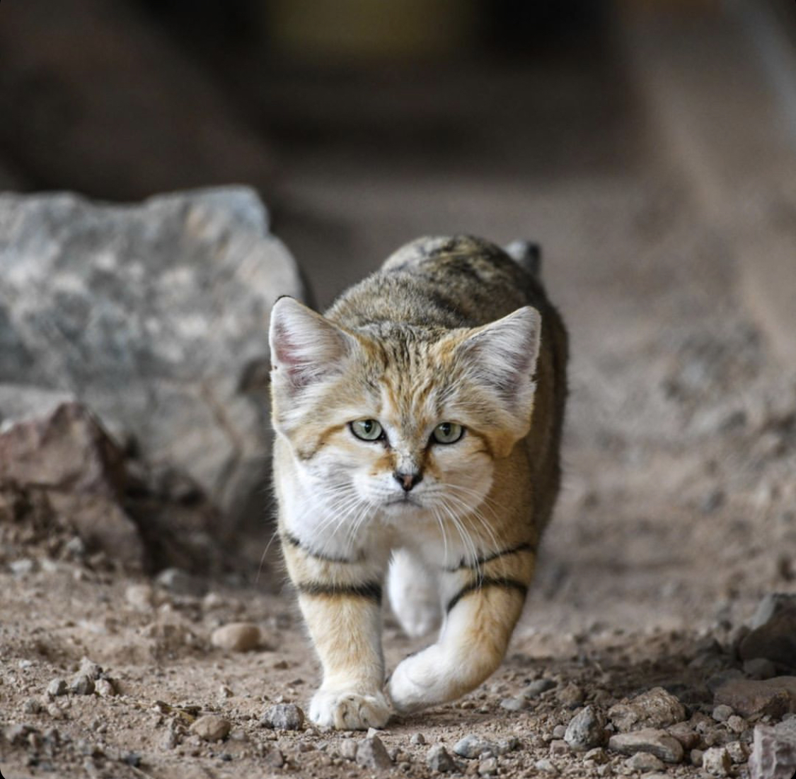 What Do Sand Cats Eat