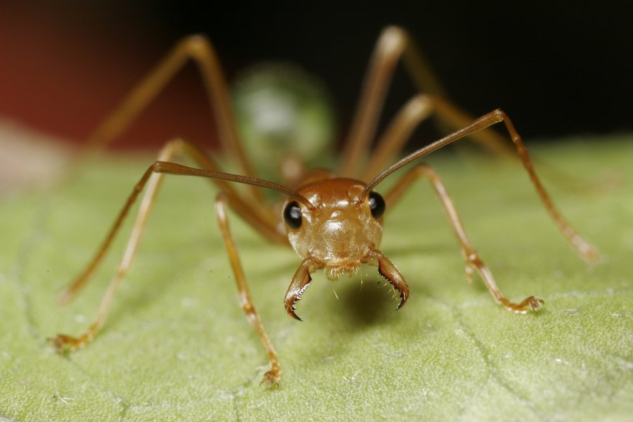 BardCumberland's tweet photo. In Cumbrian #dialect, 'pissimire' is an ant; 'pissimire-bed' an ant hill.
In #superstitition and #folklore ants are considered good omens and role models of work and wisdom. Dreaming of ants is said to be a sign of wealth to come.
#WordOfTheDay #nature #Cumbria https://t.co/1WOP0AIq2o