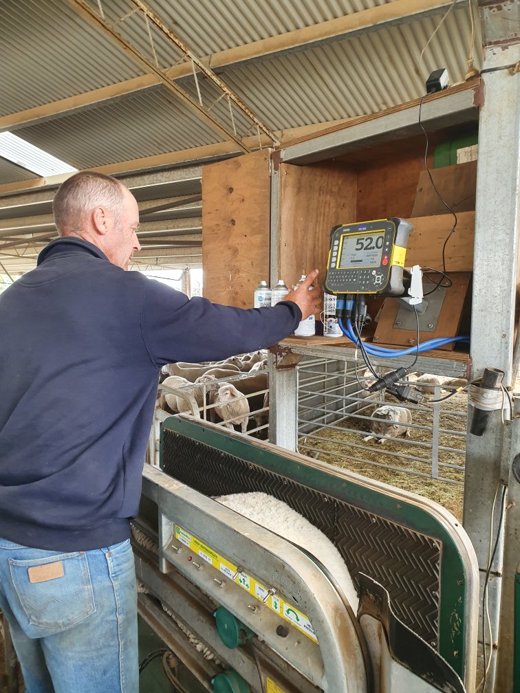 ProBreed's tweet photo. Probreed Highlander Ewe Lambs are managed to be ready to lamb as yearlings - early puberty is an important trait #maternalefficiency #matesel #asbvs #highlander #primera #highlanderplus #fertility #1st48hours @murnongfarming @Fergenetics @WilyGmerino https://t.co/7NAMMNPwA7