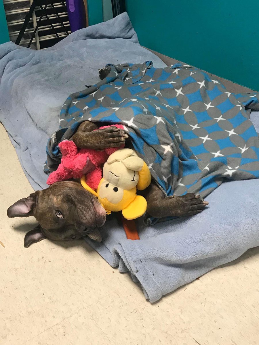 pawsandthinkinc's tweet photo. Youth-Canine graduate Duders is available for adoption from @INDYACS. He was a program favorite last month, and we even think he might make a good therapy dog someday with the right love and support from his forever family! #AdoptDontShop #everypersoneverydog https://t.co/poetQSk2xM