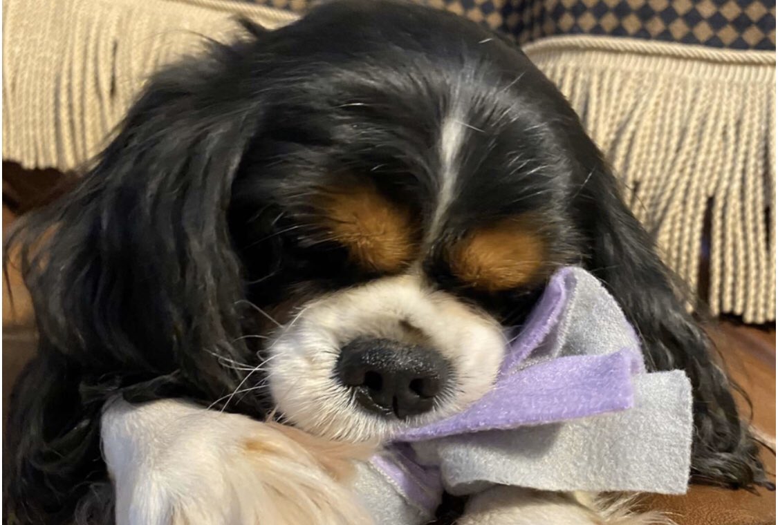 Geminienterpri2's tweet photo. Calling all Surbiton High Students! We will be selling our handmade dog toys as the Fashion Show on Thursday 5th and Friday 6th March as well as LIMITED EDITION fashion show colours like the one Poppy is playing with represtenting Austen💜We hope to see you all there! https://t.co/bxItZ9r6eU