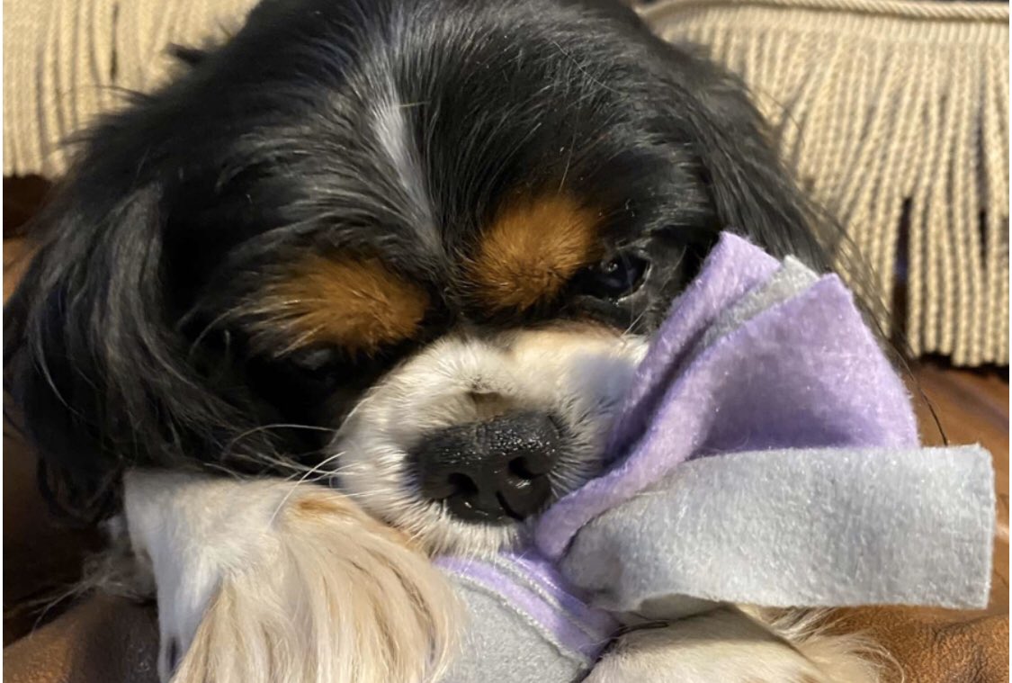 Geminienterpri2's tweet photo. Calling all Surbiton High Students! We will be selling our handmade dog toys as the Fashion Show on Thursday 5th and Friday 6th March as well as LIMITED EDITION fashion show colours like the one Poppy is playing with represtenting Austen💜We hope to see you all there! https://t.co/bxItZ9r6eU