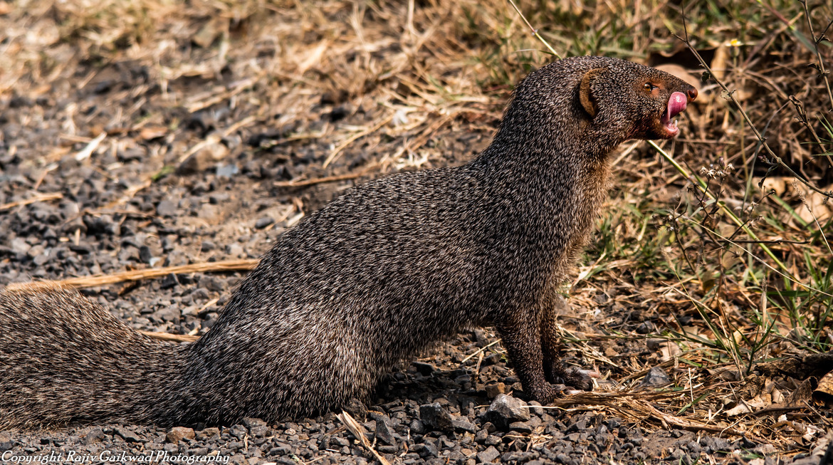 Wildlife_Pic's tweet photo. "That Was Yummy!" by Rajiv Gaikwad
https://t.co/fa4Ed5CeYj
#photooftheday #india #mongoose https://t.co/SNxbwn7RiX