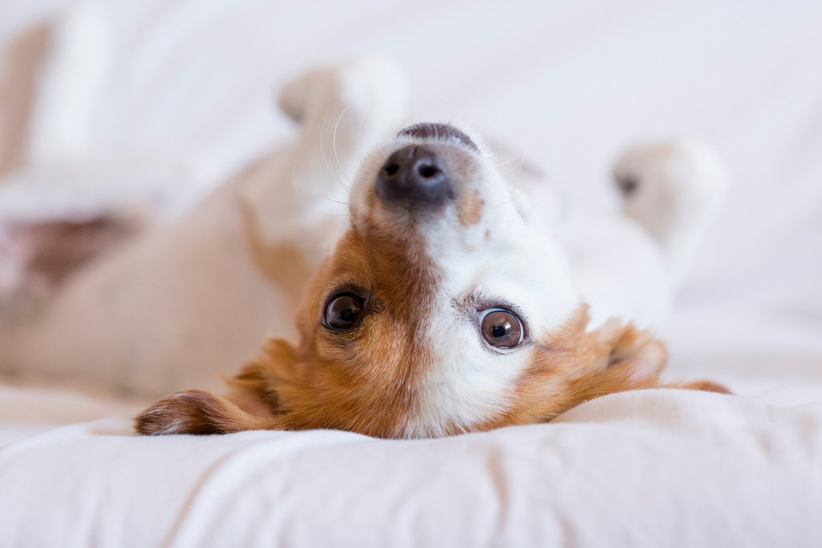 HomewoodNY's tweet photo. We are a pet friendly hotel! 🐶 Don't worry about leaving your furry friend behind during your next trip. https://t.co/bBcayPp922