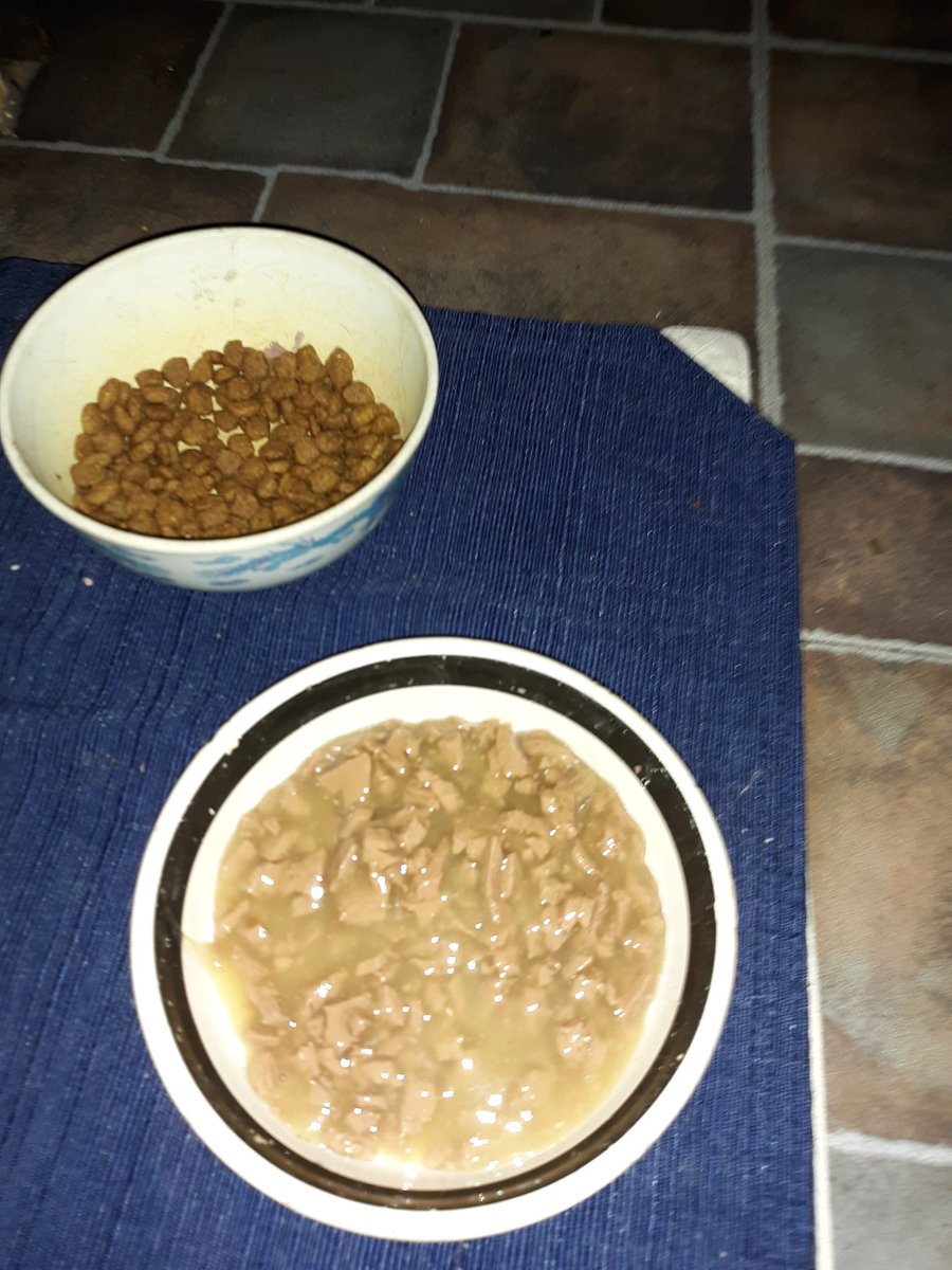 BeardsAndInk's tweet photo. This cat is SO strange.π
Butt's licks all the "gravy" off of her canned food as soon as it hits her dish, then eats the actual pieces as she sees fit. So fuckin' weird. #CatsOfTwitter #ButtsIsABoss #CrazyCatCulinaryCrap π https://t.co/Vq2Fo9f5ty