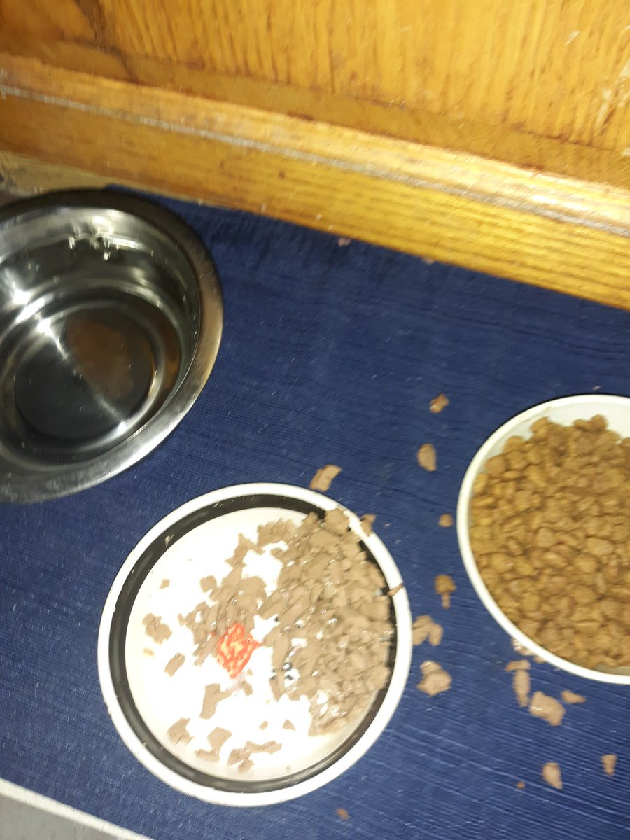 BeardsAndInk's tweet photo. This cat is SO strange.π
Butt's licks all the "gravy" off of her canned food as soon as it hits her dish, then eats the actual pieces as she sees fit. So fuckin' weird. #CatsOfTwitter #ButtsIsABoss #CrazyCatCulinaryCrap π https://t.co/Vq2Fo9f5ty