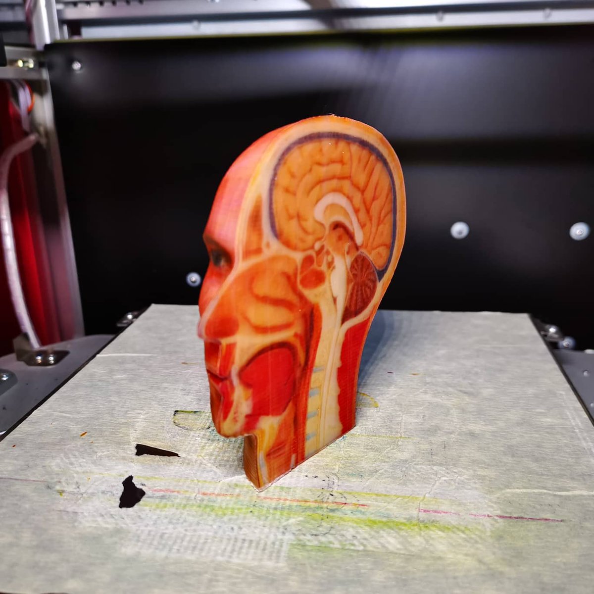 3_daddict's tweet photo. This model can also serve as an educational tool for use by health professionals to train students in neurosurgery medicine. #DaVinciColor #fullcolor #anatomy #Medical #students #Pedagogic #Professional #neurosurgery
#XYZプリンティング #ダヴィンチcolor
#3Dプリンター https://t.co/j6TsA89WiW