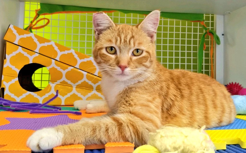 kittybungalow's tweet photo. Coco, Spice, and gorgeous Cosmo with little 'brofur' Empanada. Don't let the ๐ฉ ears fool you. These students are ready to graduate๐! https://t.co/S2cJYir2WQ
For information, please email adoptions@kittybungalow.org
#ReadytoGraduate #FromHisstoHome #TNRkittens #itsHiptobeTipped https://t.co/7FDmLzCzZI