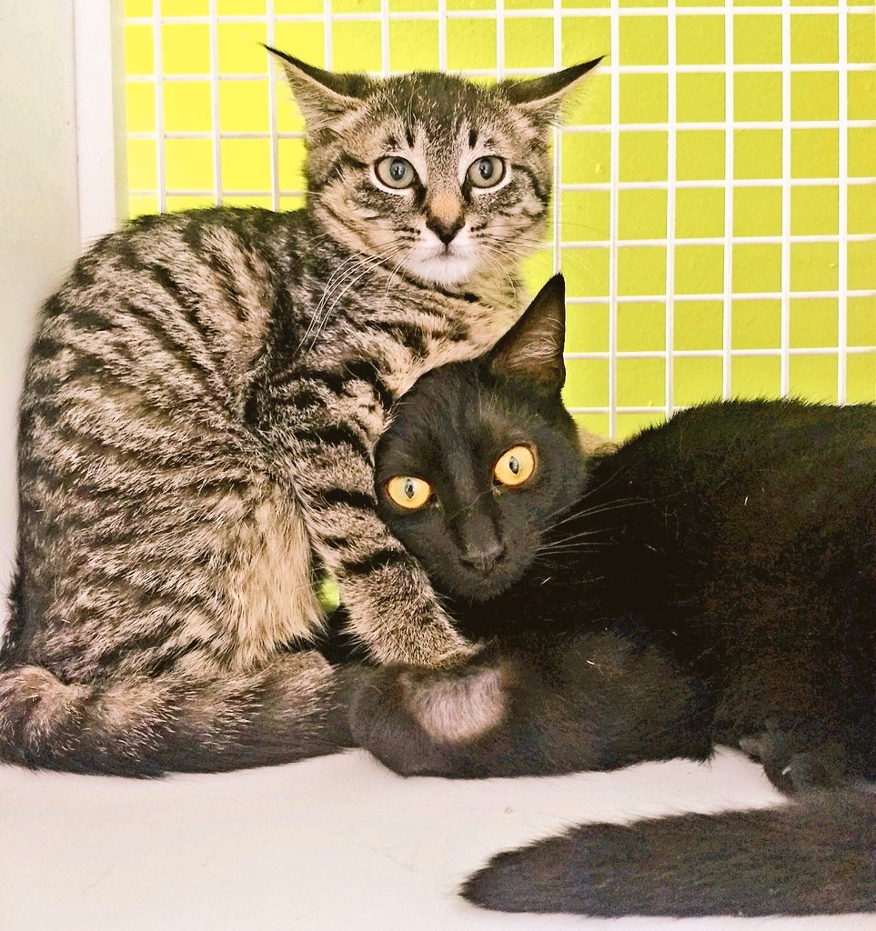kittybungalow's tweet photo. Coco, Spice, and gorgeous Cosmo with little 'brofur' Empanada. Don't let the ๐ฉ ears fool you. These students are ready to graduate๐! https://t.co/S2cJYir2WQ
For information, please email adoptions@kittybungalow.org
#ReadytoGraduate #FromHisstoHome #TNRkittens #itsHiptobeTipped https://t.co/7FDmLzCzZI