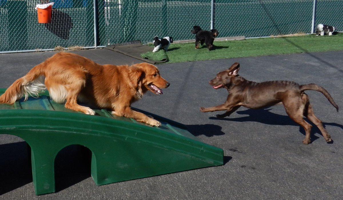 TailGateForDogs's tweet photo. We are enjoying this beautiful, sunny Wednesday romping on the bridge and partying with all of our friends! #sunnydays #daycaredays #memories #tailgatefordogs #tailgaters #happypups https://t.co/FfAqAPeqXA
