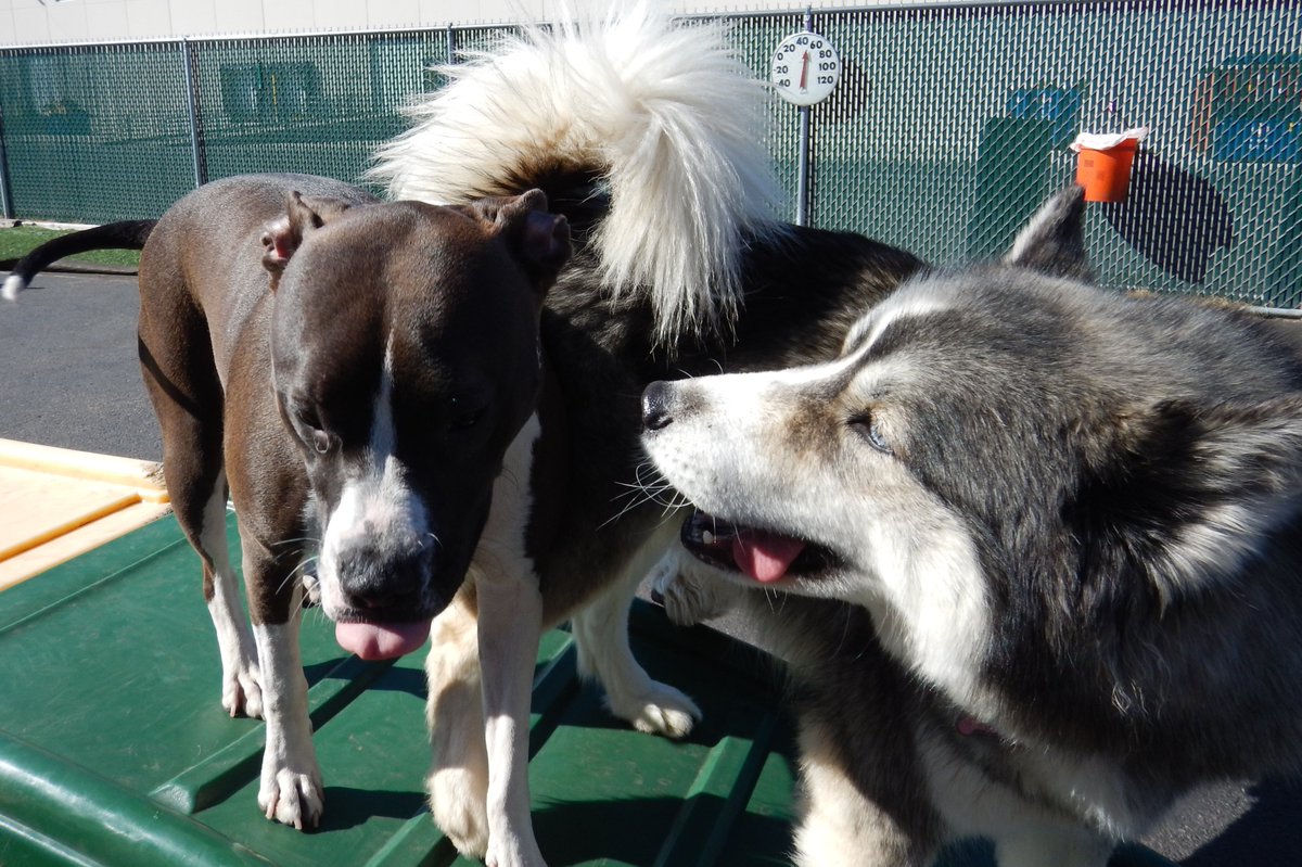 TailGateForDogs's tweet photo. We are enjoying this beautiful, sunny Wednesday romping on the bridge and partying with all of our friends! #sunnydays #daycaredays #memories #tailgatefordogs #tailgaters #happypups https://t.co/FfAqAPeqXA