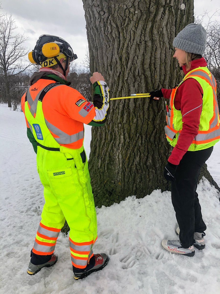 SJAMWinterTrail's tweet photo. Meet one of our sponsors, Astrid, from @DendronForestry. DYK that this large Bur Oak tree on the SJAM will sequester enough carbon this year to offset a flight from Ottawa to Calgary for 1 person? Will also reduce flooding by absorbing enough water to fill a small, in ground pool https://t.co/tgRf6UfmT9