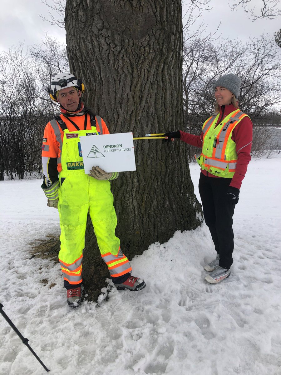 SJAMWinterTrail's tweet photo. Meet one of our sponsors, Astrid, from @DendronForestry. DYK that this large Bur Oak tree on the SJAM will sequester enough carbon this year to offset a flight from Ottawa to Calgary for 1 person? Will also reduce flooding by absorbing enough water to fill a small, in ground pool https://t.co/tgRf6UfmT9