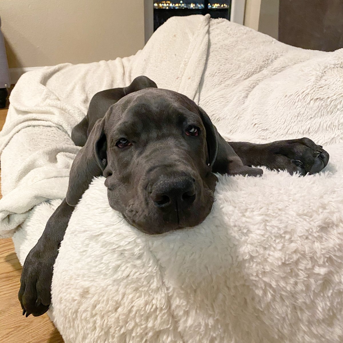 MorganMastiff's tweet image. Happy #humpday 🐪 #thestruggleisreal #firstworlddogproblems #puppylife #rufflife #puppyoftheday #greatdane #greatdanepuppy #greatdanelove #greatdaneproblems