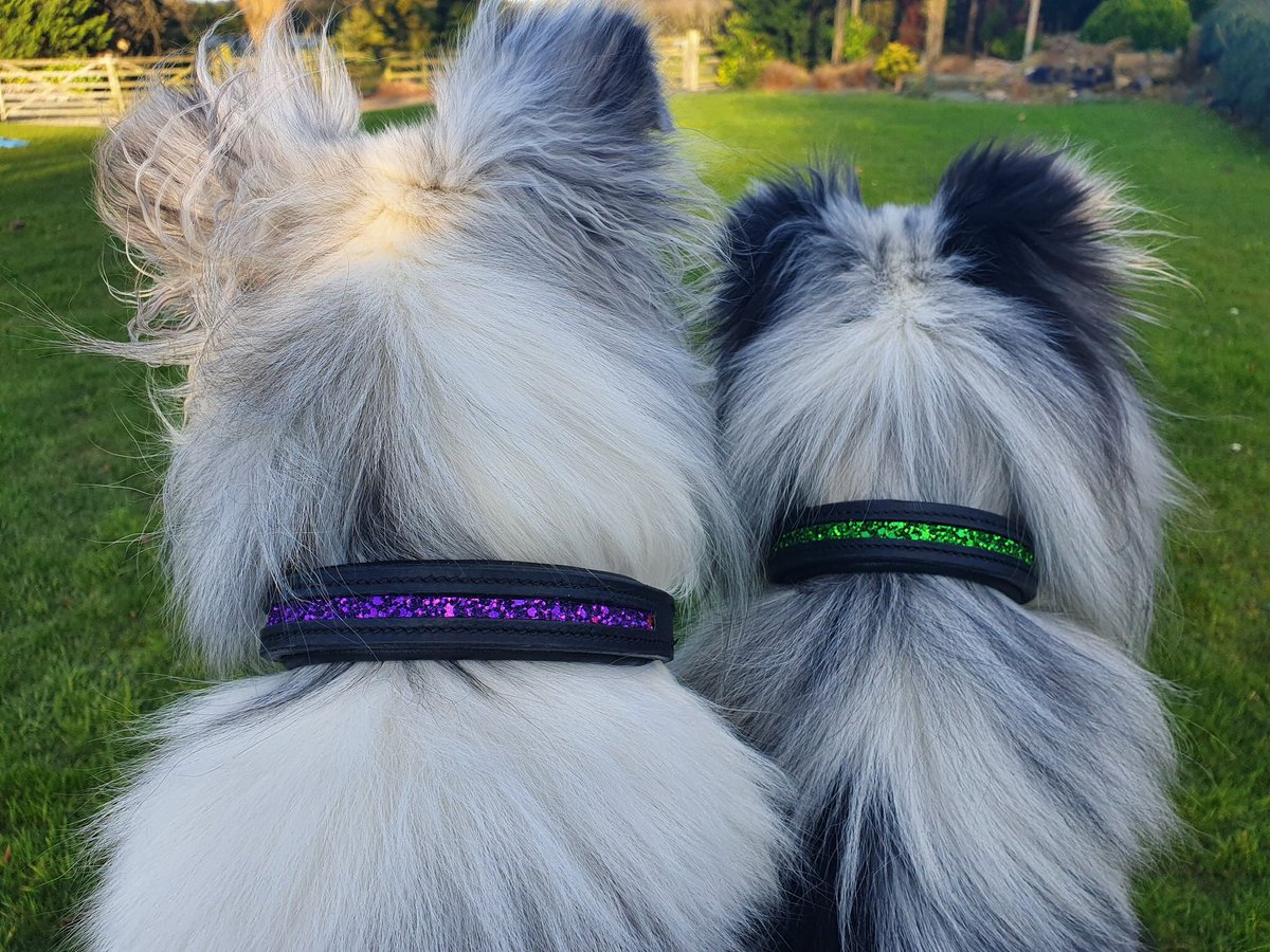 StampedeEq's tweet photo. Good luck to Sully and Otis our Sponsored agility dogs at Crufts wearing their Disco collars #GoodVetPetGuide https://t.co/3cAP2bXkBv
