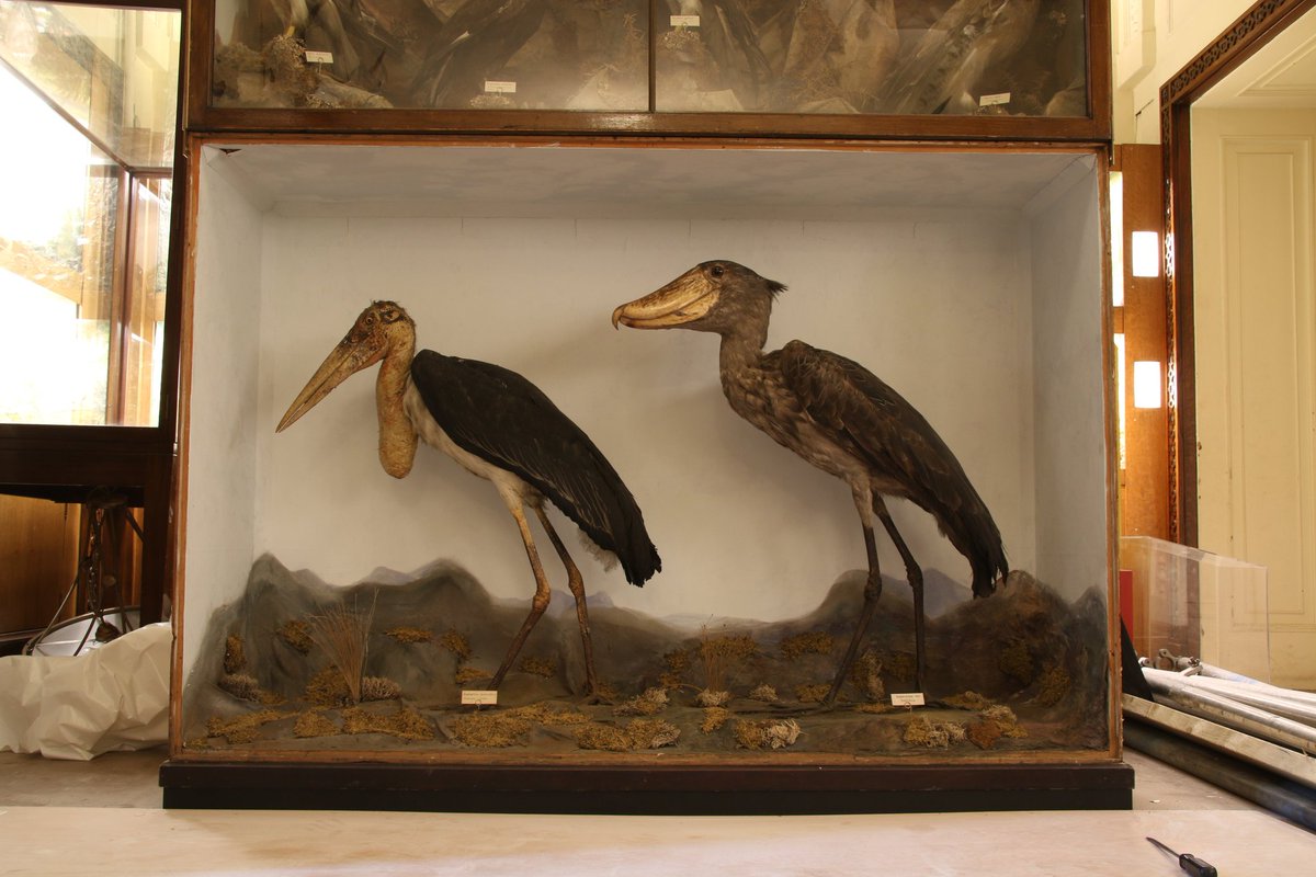 AliceCampain's tweet photo. I had the chance to get up close with a celebrity!
Here's the #NOTNH type specimen shoebill being removed from its case last week to be cleaned and put in a new display worthy of its status 🧐🎩 @George_Gorilla @WollatonHall https://t.co/HcjUrSxB3z