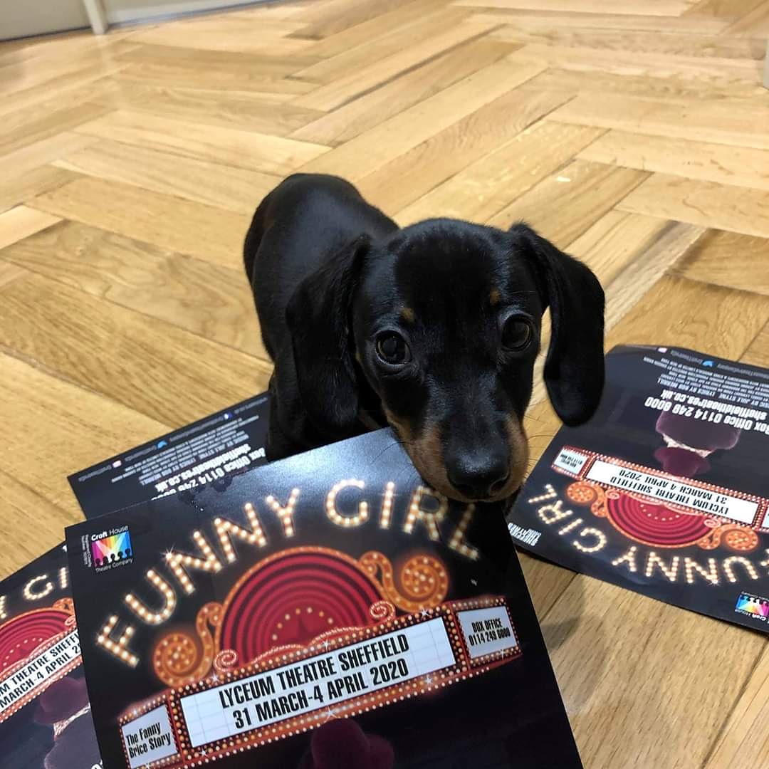 CroftTheatreCo's tweet photo. Boris is back ❤
#FunnyGirlTheMusical is coming to @SheffieldLyceum 31 Mar - 4 Apr
https://t.co/iWfkaZencs 
#SheffieldisSuper #Sheffield 
#Theatre #MusicalTheatre #FUNNYGIRL #dachshund #sausagedog #FannyBrice #JuleStyne #ClassicMusical https://t.co/1yYnz2zSKx