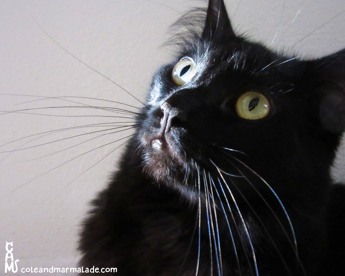 Cole & Marmalade tweet media