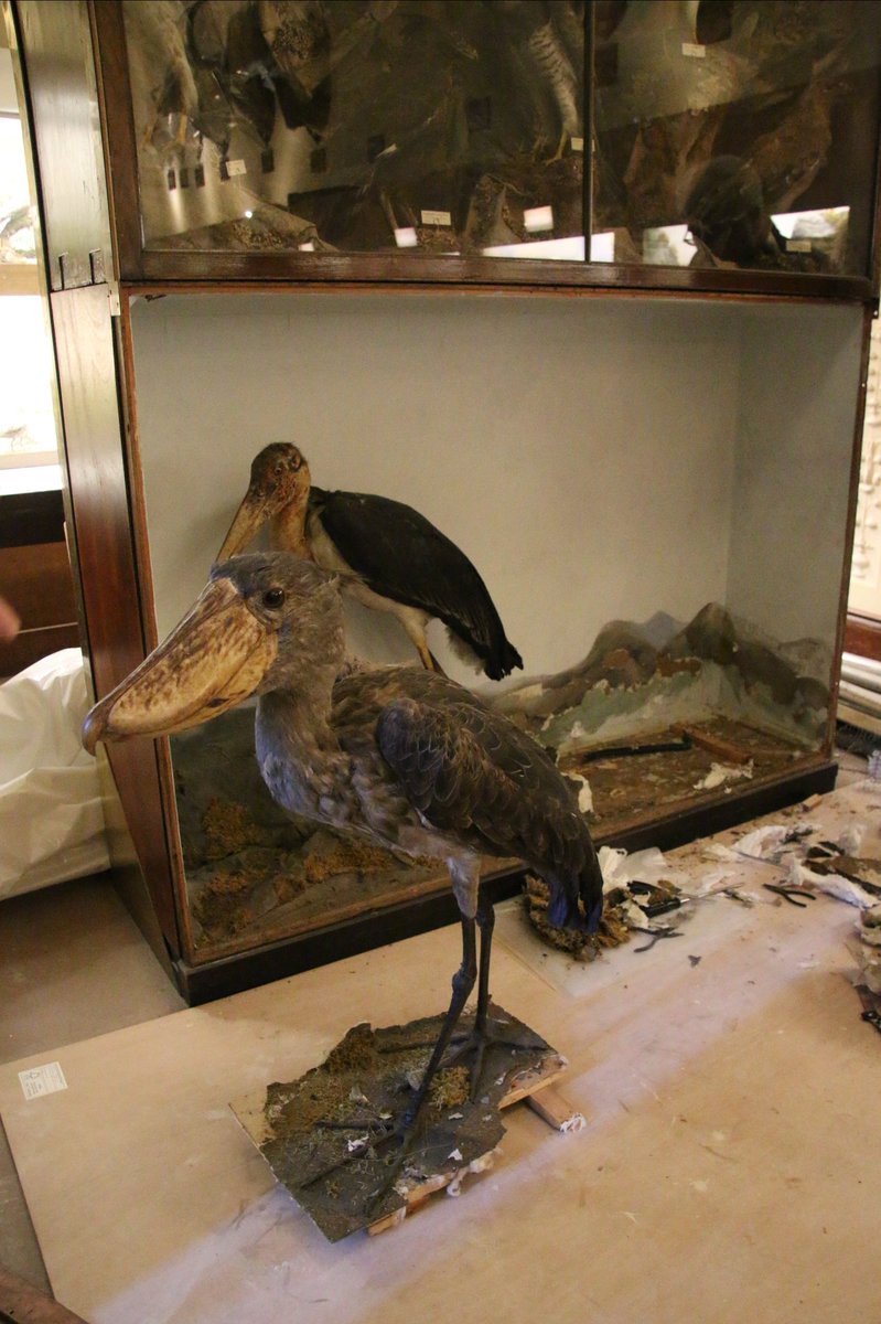 AliceCampain's tweet photo. I had the chance to get up close with a celebrity!
Here's the #NOTNH type specimen shoebill being removed from its case last week to be cleaned and put in a new display worthy of its status 🧐🎩 @George_Gorilla @WollatonHall https://t.co/HcjUrSxB3z