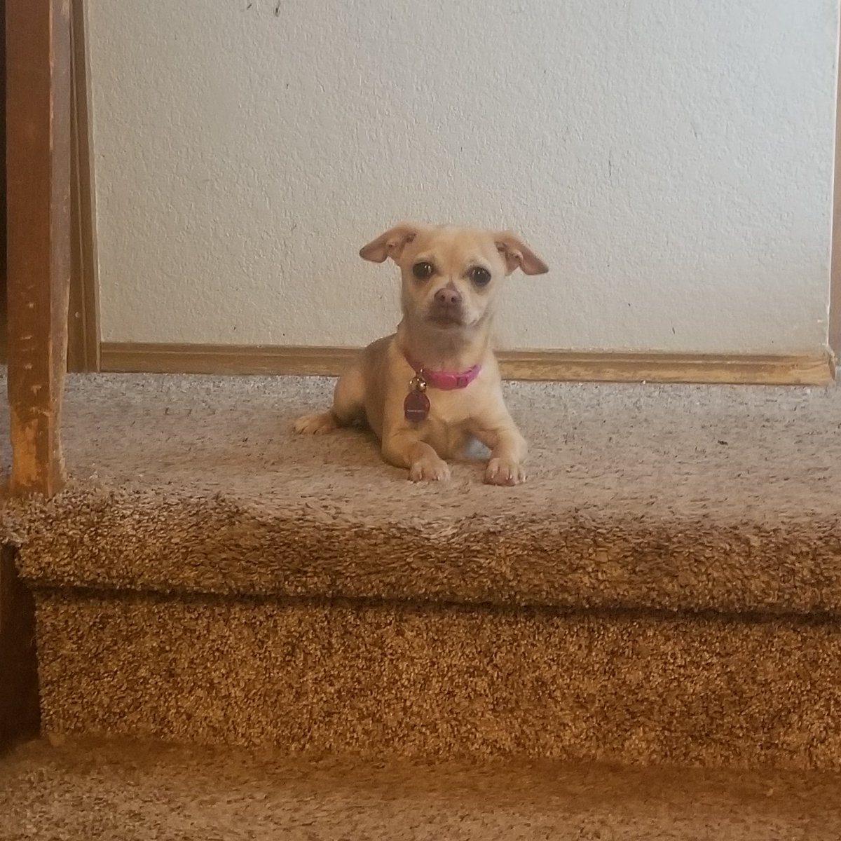 Pawsitivedenver's tweet photo. https://t.co/wf5Bz4bw9K