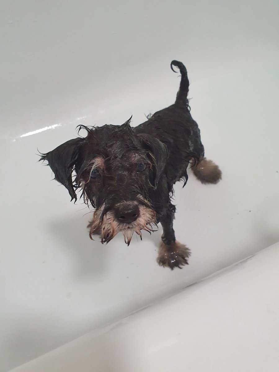 BryansShannon's tweet photo. @Jordan_Coombe He wanted in the bath. He hated in the bath https://t.co/tb1JHzyyOr