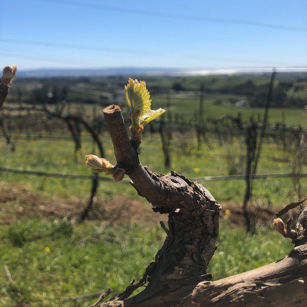 RT <a href="/Artesa/">Anjang Arup</a>: First signs of bud break are happening high on top of the estate in one of our Chardonnay blocks...a first in several years for Artesa(usually Pinot Noir blooms first)!

#artesawinery #chardonnay #budbreak #vintage2020 #napavalley #itsfromnapa