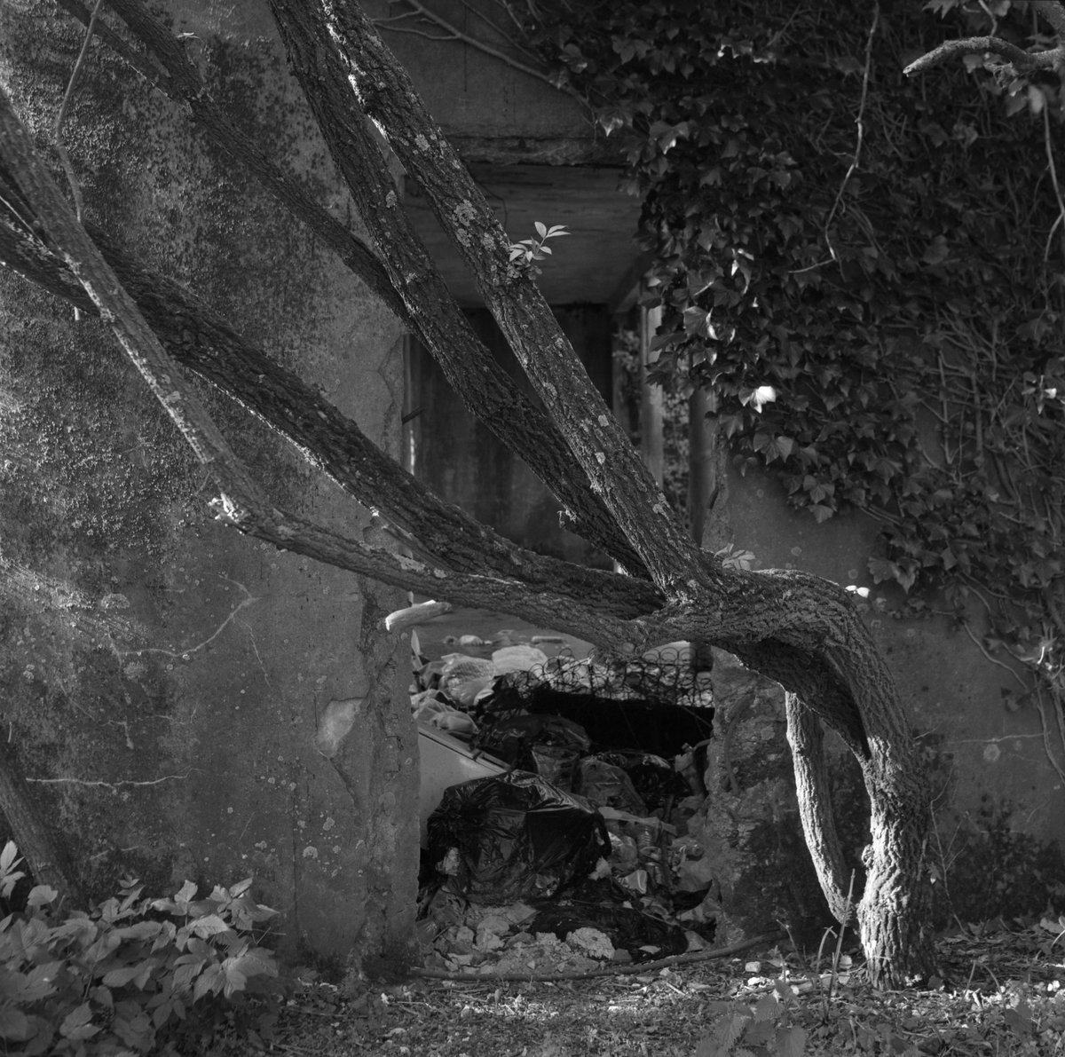 itsnotaphoto's tweet photo. @ILFORDPhoto Zeiss Ikon Ikoflex Ic with Ilford HP5 Plus #squareshots  #ilfordphoto #fridayfavourites #TLR https://t.co/KHuy0HhOC5