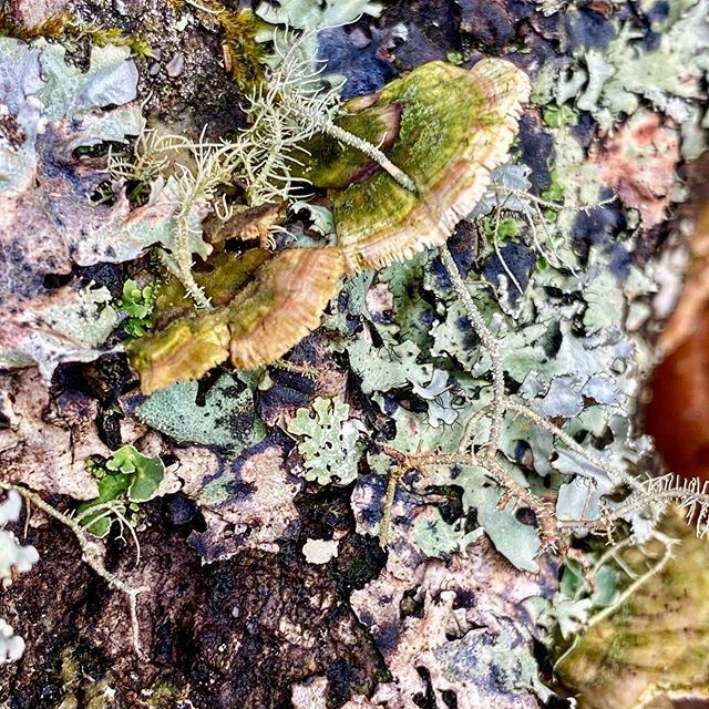 BurntToast_FG's tweet photo. Taking the day off from the studio to soak in the little details... .
.
.
#itsthelittlethings #rechargeday #needtobeoutside #forest #forestadventure #mushrooms #fungus #fungi #moss #lichen #nature #fungiphotography #fungifanatic #asheville #ashevillenc https://t.co/oKU4AuZaOA https://t.co/q7XEudAHvY