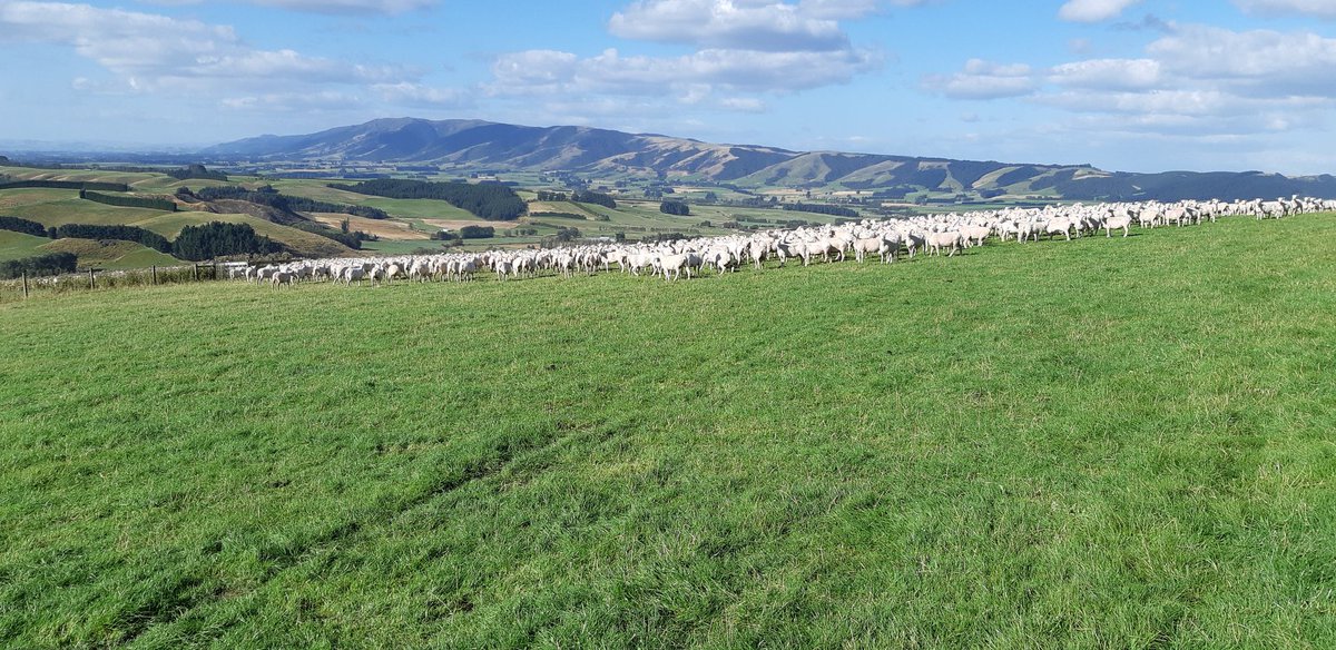 wpmccall's tweet photo. Started shearing today 1000 done so three to go #viewfieldfarm https://t.co/4bP8F248jw