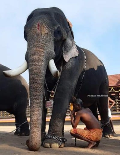 Festivalelephants Hashtag On Twitter twitter