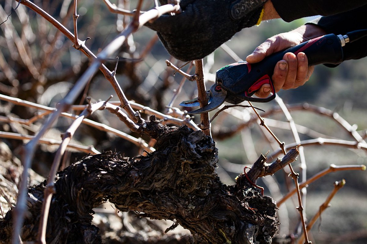 merumpriorati's tweet photo. ⁠En cada cep vibra la terra. Respecte a Merum Priorati de la #DOQPriorat https://t.co/zz2EQrzc72