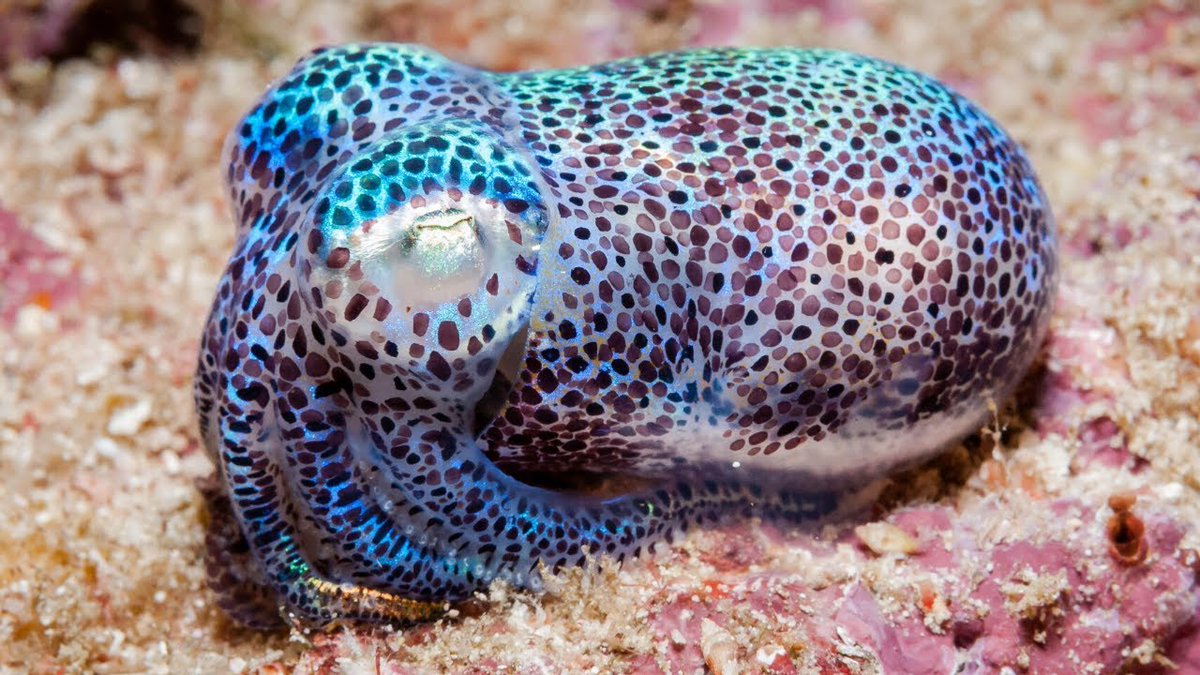 DefendtheWild's tweet photo. WATCH: Bobtail squids are masters of disguise | Oceana https://t.co/DrBcMbJ9V5 https://t.co/kHw5qqVmJj
