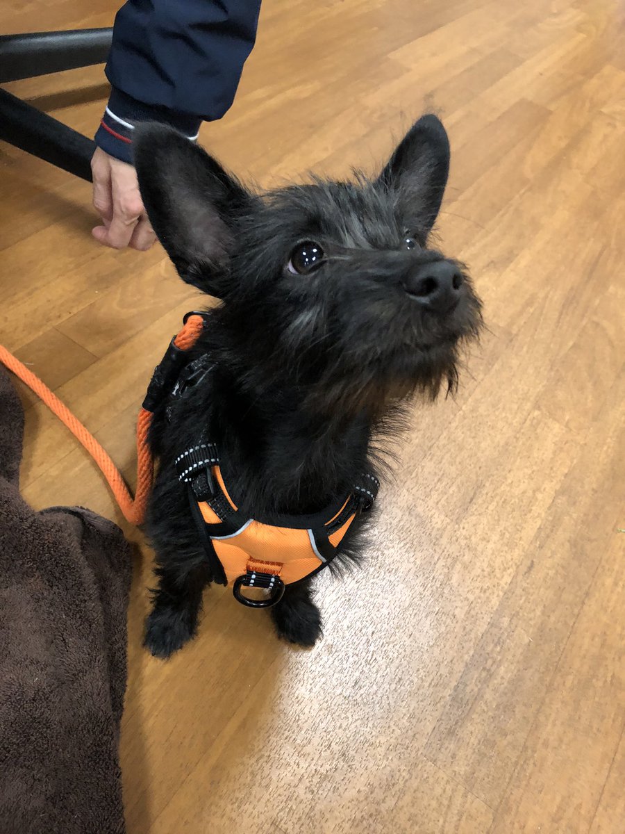 RTAnimDogs's tweet image. This is Zen. Zen is not very zen but she is very cute.