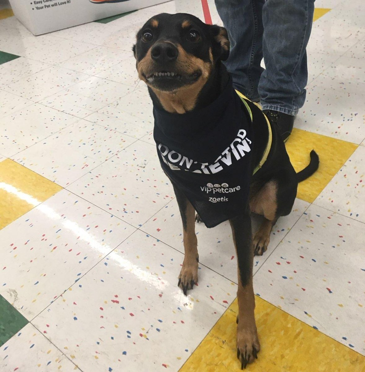 VipPetCare's tweet photo. Tyrone was excited to visit his local Cincinnati, OH, VIP Petcare team!
#VIPPetcare #HealthyHappySafe https://t.co/4h3O9qoMn6
