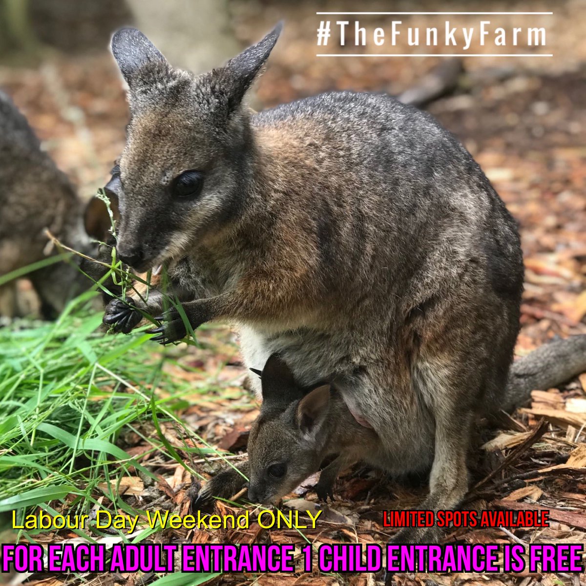TheFunkyFarm's tweet photo. SATURDAY, SUNDAY & MONDAY
Tours roughly 2 hours
10:30am & 2:30pm
Amazing animal encounters🐊🐍🦜🦘
Adults $25 admission.
ABSOLUTELY NO HIDDEN COSTS
To book either
📞 1300 FUNKYF
📧 thefunkyfarm@outlook.com
Or message us through here
.
.
.
.
#bestanimals #awesomeanimalencounters https://t.co/zSyK9tfGTg
