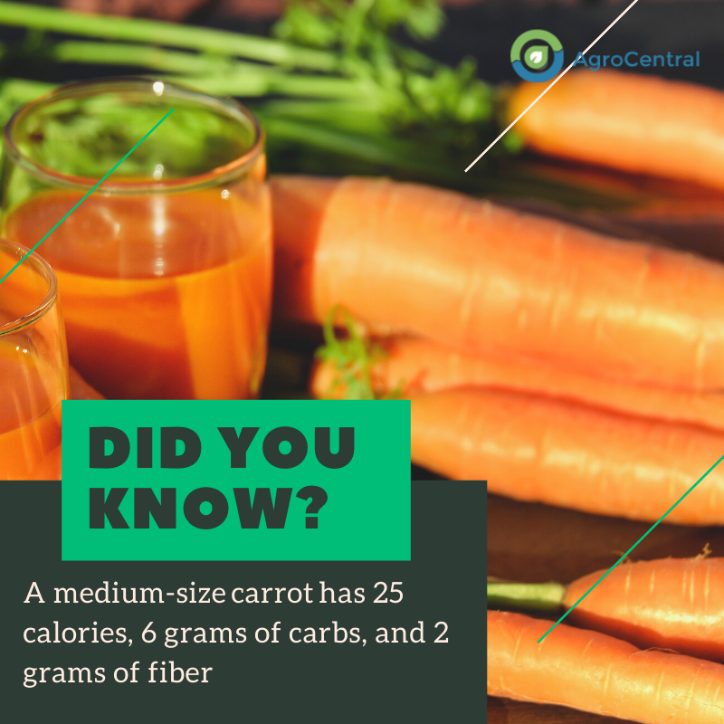 A medium-sized carrot has 25 calories, 6 grams of carbs, and 2 grams of fibre
